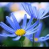 blue_daisy96